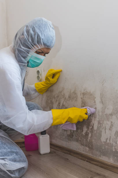 Best Mold Remediation for Healthcare Facilities  in Lorado Springs, CO